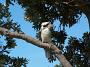 crowdy-national-park 054